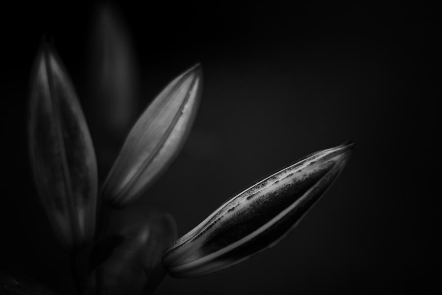 Developing Day Lily Depth in Monochrome Photograph by Ben Shields
