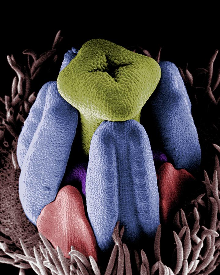 Developing Flower Bud Photograph by Dr John Runions/science Photo Library