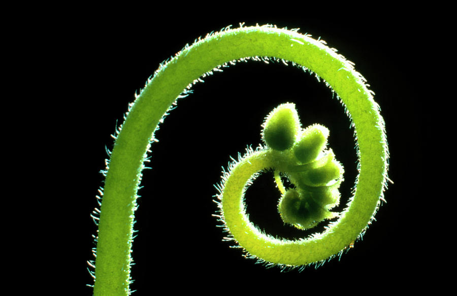 Developing Sundew Flower Photograph by Dr Jeremy Burgess/science Photo ...