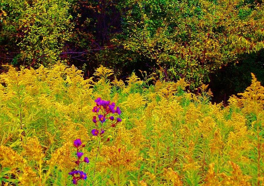 Deviant Purple Wildflowers Photograph by  Sharon Ackley