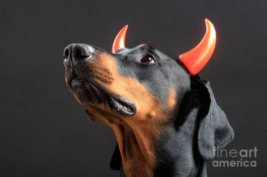 Devil Dog Photograph by Christine Steimer