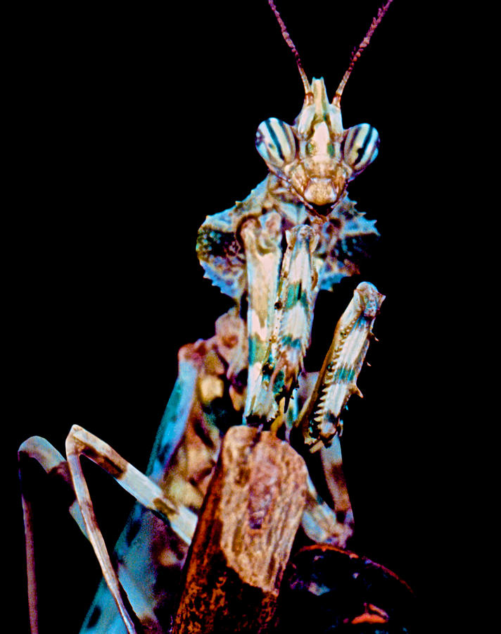 My Giant Devils Flower Praying Mantis | Praying mantis, Orchid mantis,  Weird animals