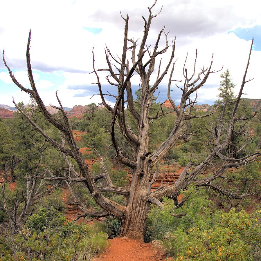 Devil Tree of Grand Canyon - Square Photograph by Gordon Elwell