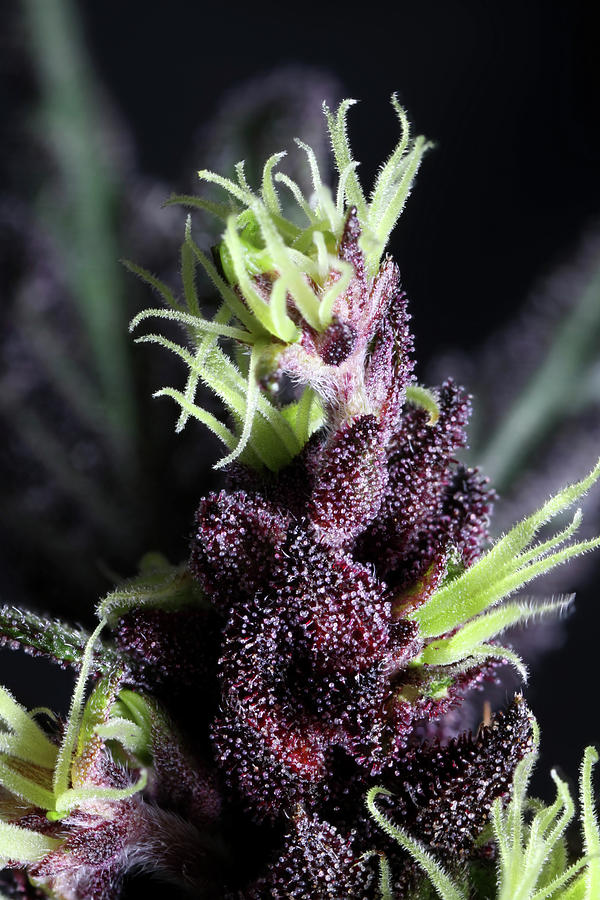 Devil Weed Seeds 'the Purps' Macro Photograph by Stock Pot Images