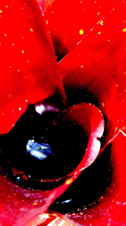 Devilish Eye of the Bromeliad Photograph by Antonia Citrino