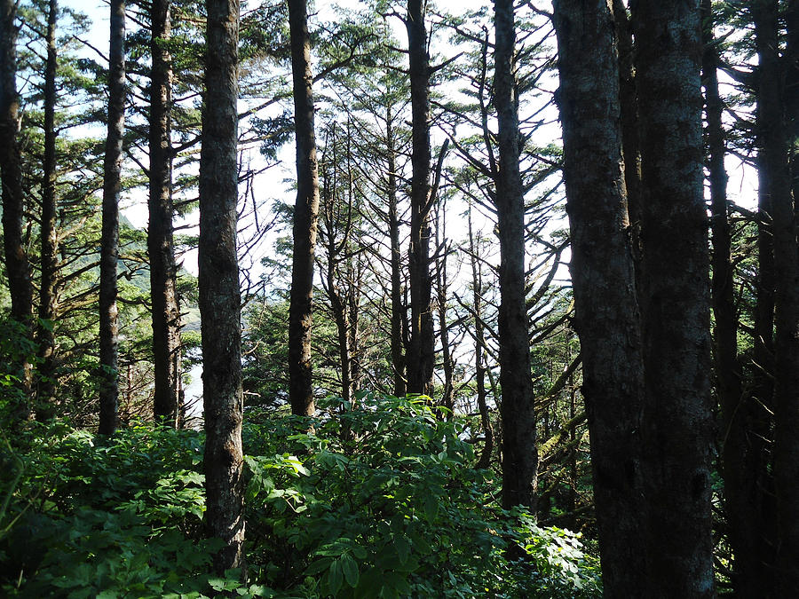 Tree Photograph - Oregon Trees by Lovina Wright
