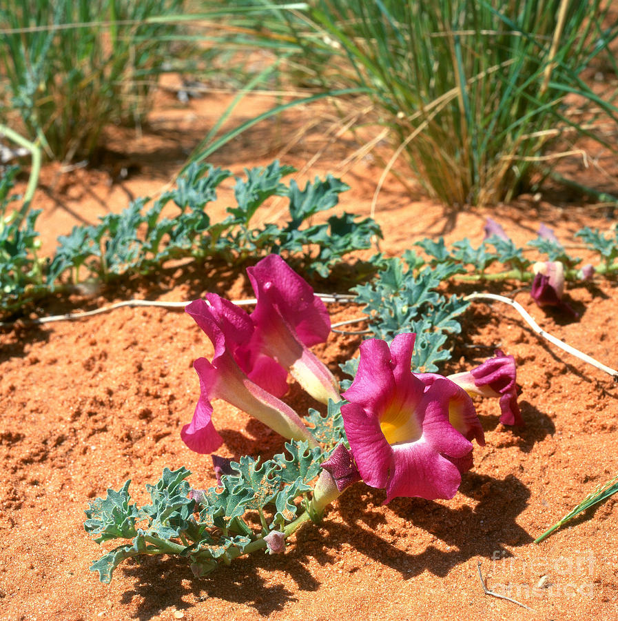 Flowers Still Life Photograph - Devils Claw Harpagophytum Procumbens by Tierbild Okapia