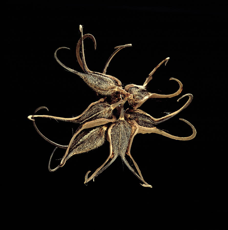 Devils Claw Seed Pods Photograph by Philippe Psaila/science Photo Library