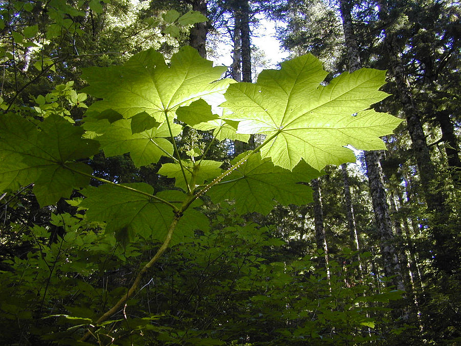 Washington State Photograph - Devils Club Glows by Tom Trimbath Washington State Photograph - Devils Club Glows by Tom Trimbath