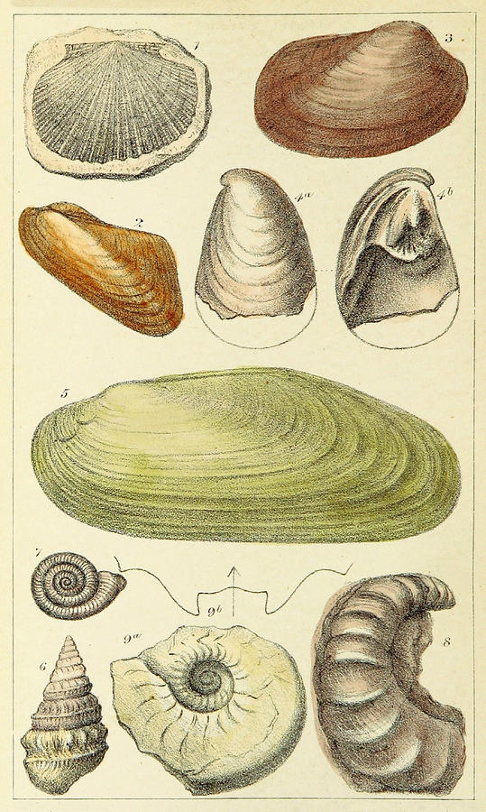 Devonian Fossils, Illustration Photograph by British Library