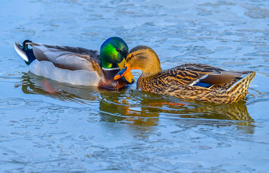 Devoted Ducks Photograph by Brian Stevens