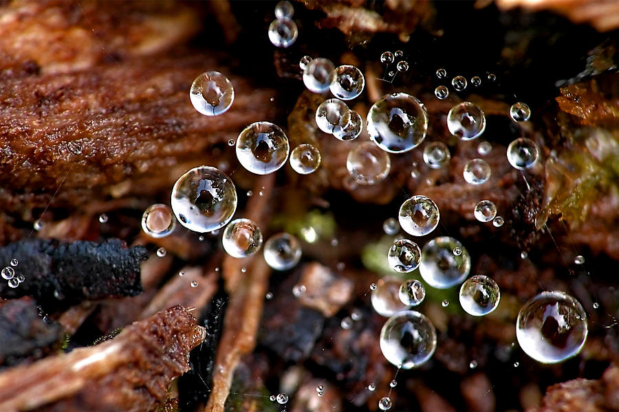 Abstract Photograph - Dew 1799 by Damon Clarke Abstract Photograph - Dew 1799 by Damon Clarke