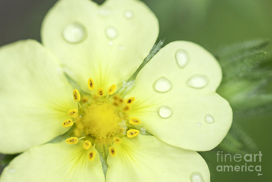 Dew Photograph by Alana Ranney
