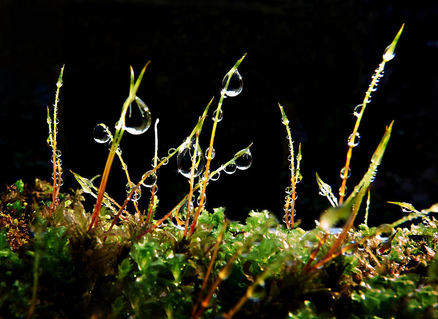 Dew Baubles On Moss Photograph by Mary Jo Allen