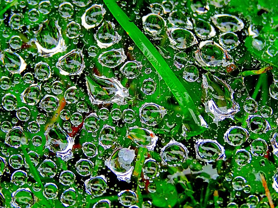 Dew Beads Photograph by Nick Kloepping