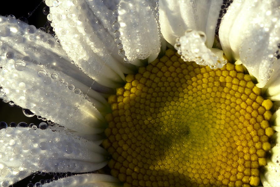 Dew Covered Daisy Photograph
