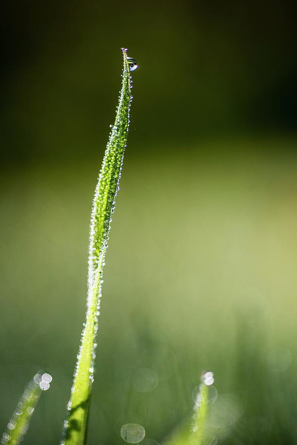 Dew-covered Grass Photograph by Science Photo Library Dew-covered Grass Photograph by Science Photo Library