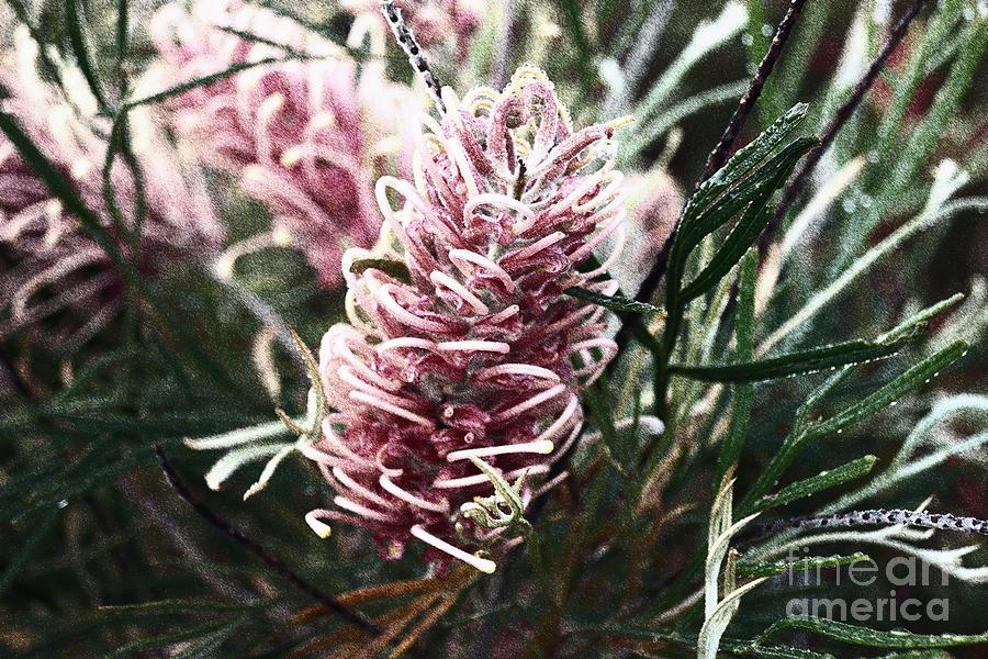 Dew Covered Grevillea Photograph by Cassandra Buckley