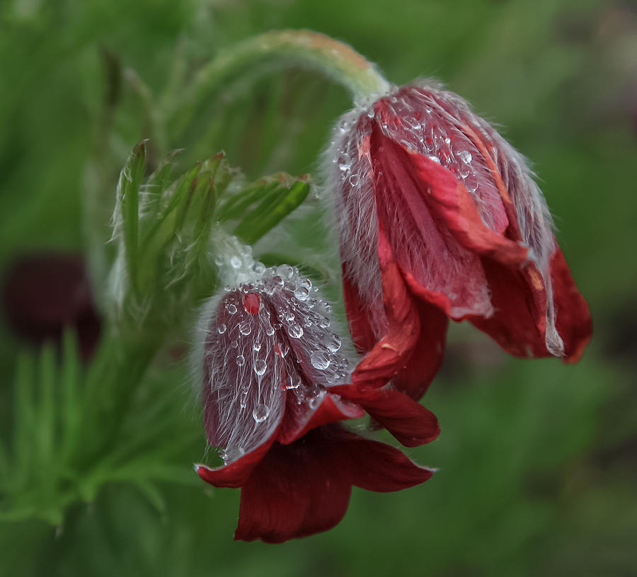 Dew covered Pasque flower Photograph by Jane Luxton