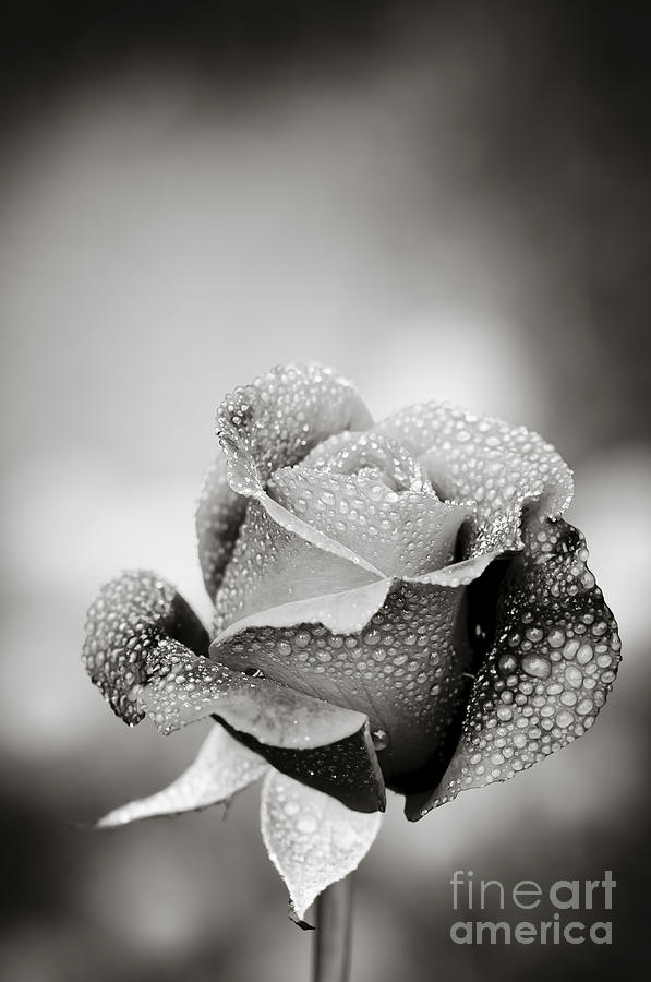 Dew covered rose Photograph by Oscar Gutierrez
