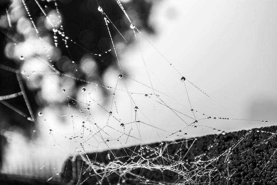 Dew Covered Web by Anna Burdette Dew Covered Web by Anna Burdette