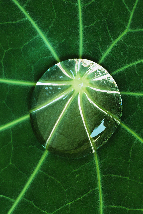 Dew drop at centre of nasturtium (Tropaeolum majus) leaf, close-up Photograph by Rosemary Calvert
