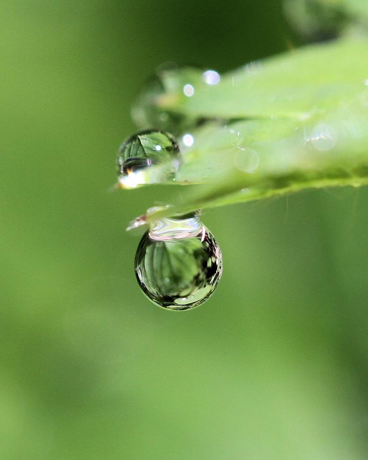 Dew Drop Close Up Photograph by Doris Potter