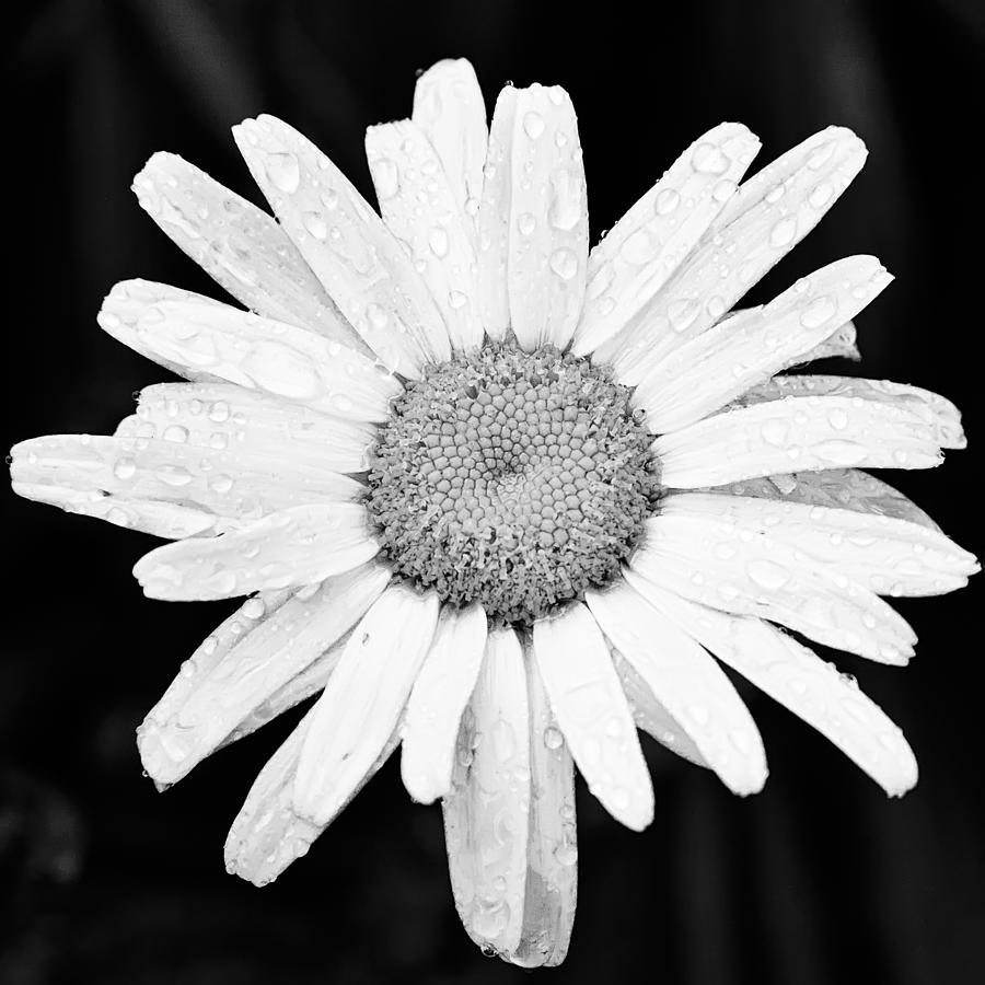 Dew Drop Daisy Photograph by Adam Romanowicz