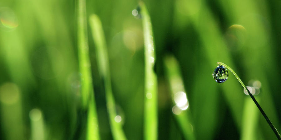 Dew Drop Photograph by Lisa Knechtel