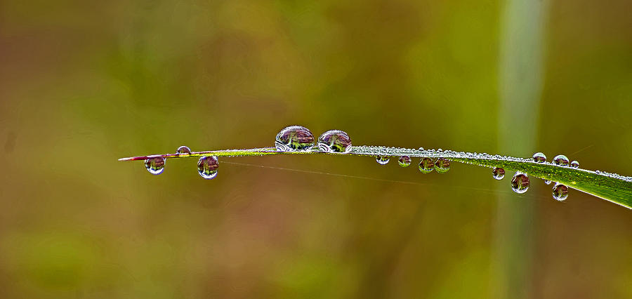 Dew Drop Natures Morning Splendor Photograph by Michael Whitaker