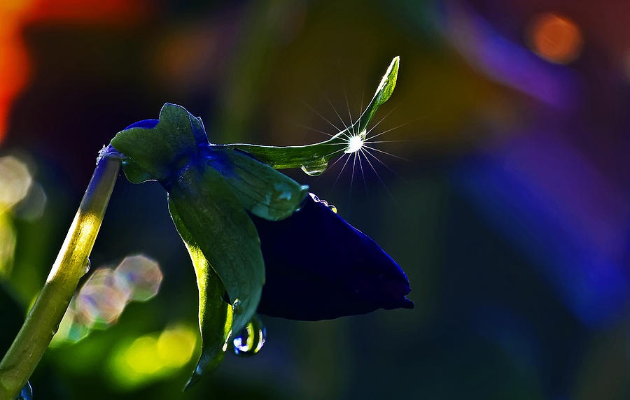 Dew Drop on Pansy Bloom Photograph by Michael Whitaker