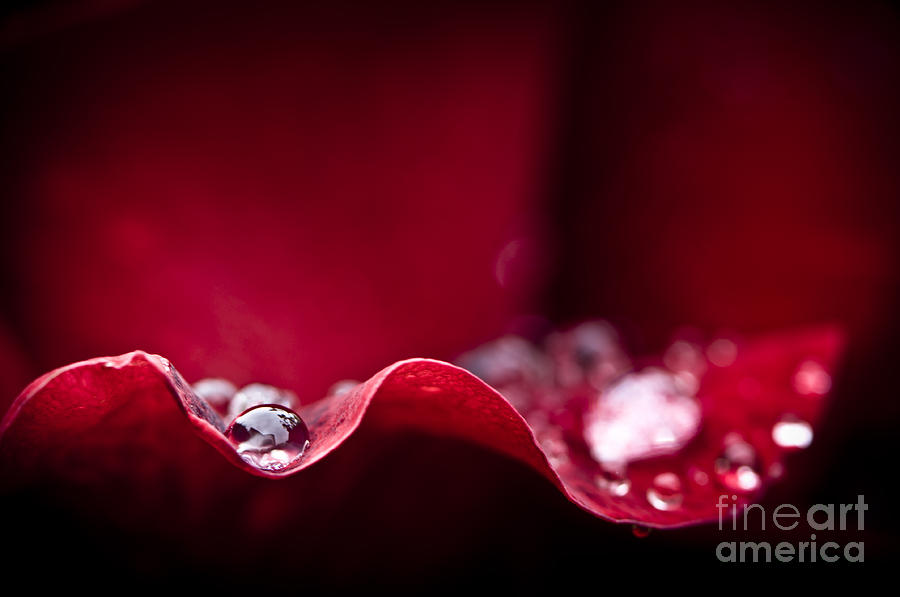 Dew drop on rose petal Photograph by Oscar Gutierrez