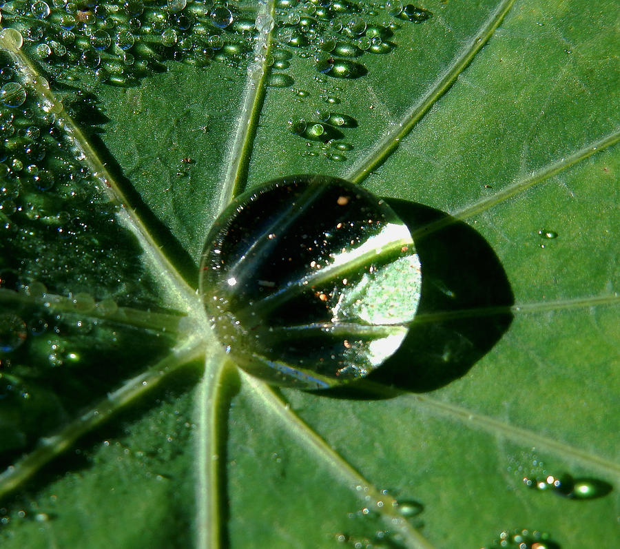 Dew Drop Photograph by Pamela Walton