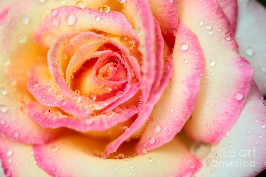 Rose with Water Drops Photograph by Pattie Calfy