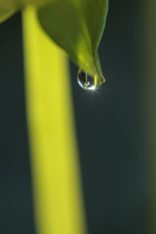 Dew Drop with Reflection Photograph by Tasha ONeill