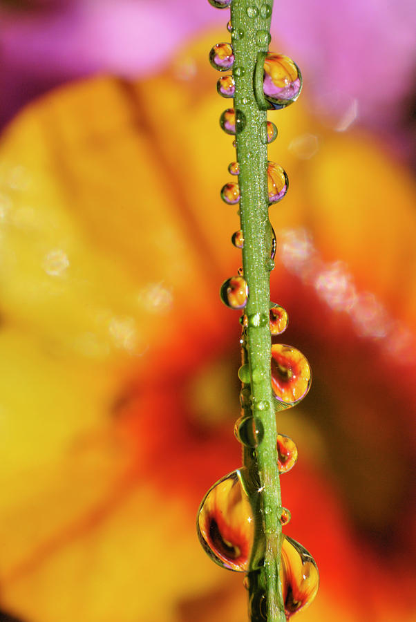 Dew Droplet Fractals Photograph by Arthur Fix