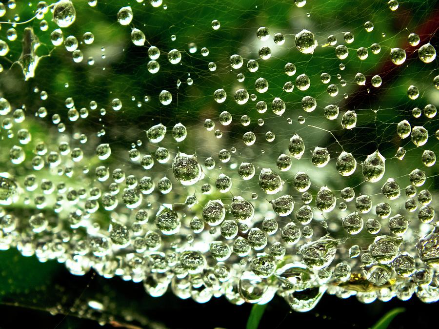 Dew Droplets Caught On A Spider Web Photograph by Ian Gowland