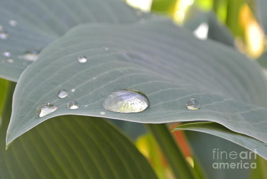 Dew Droplets Photograph by Sharron Cuthbertson