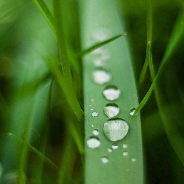 Nature Photograph - Dew Drops by Aleck Cartwright