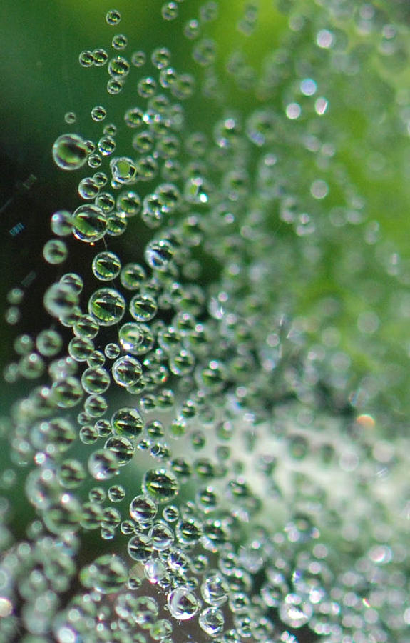 Dew Drops  Photograph by Amy Porter