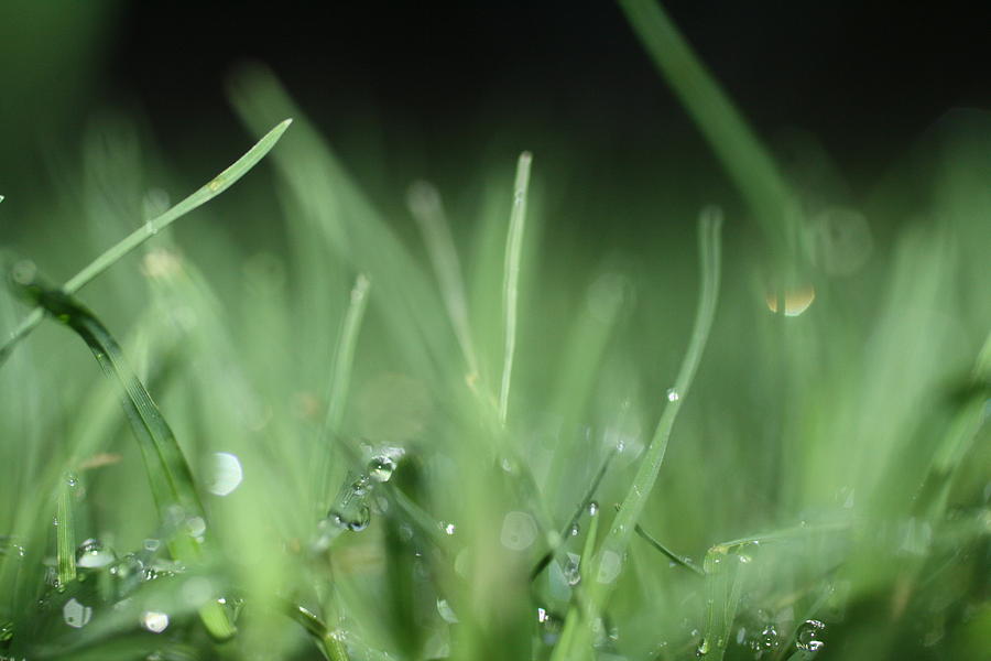 Dew Drops Photograph by Debbie Howden