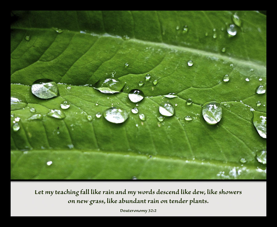 Dew Drops from Deuteronomy Photograph by Debbie Nobile