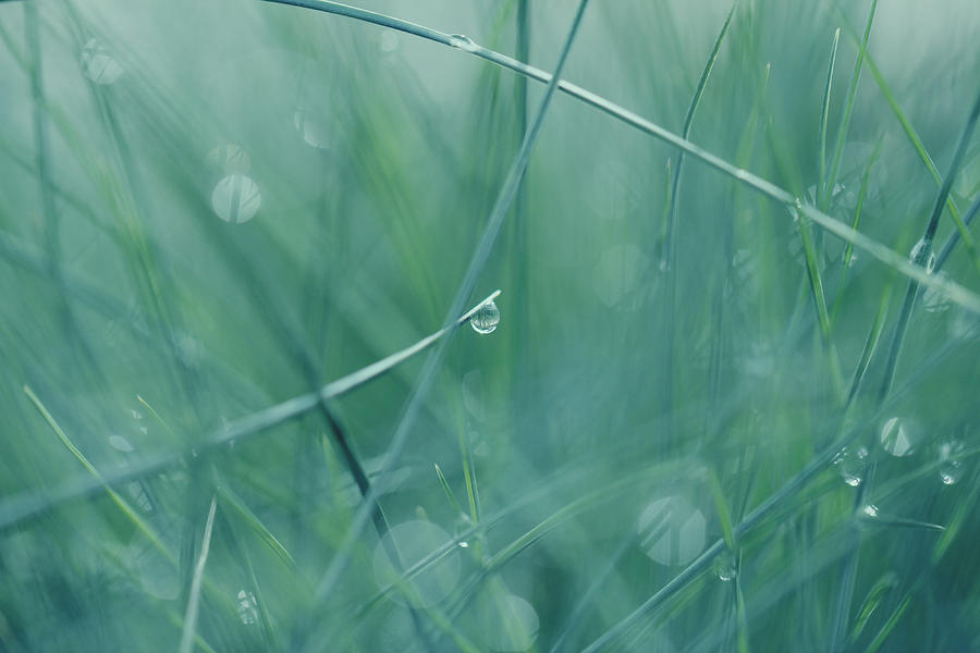 Dew drops Photograph by Heike Hultsch