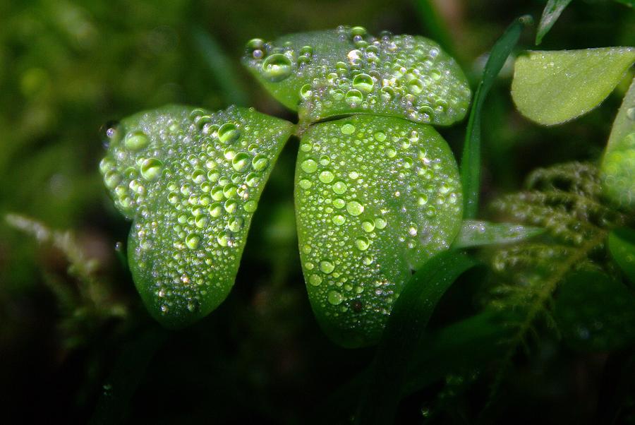 Spring Photograph - Dew Drops by Jeff Swan
