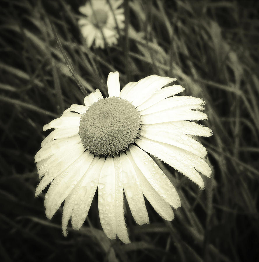 Flower Photograph - Dew drops  by Les Cunliffe