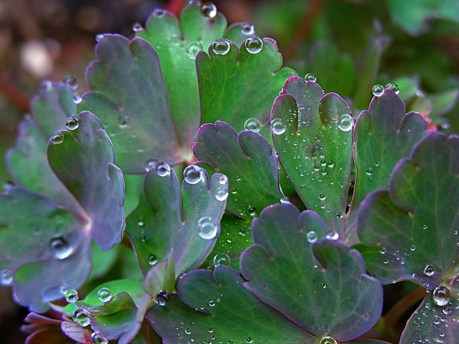 Dew Drops Photograph by Nick Kloepping
