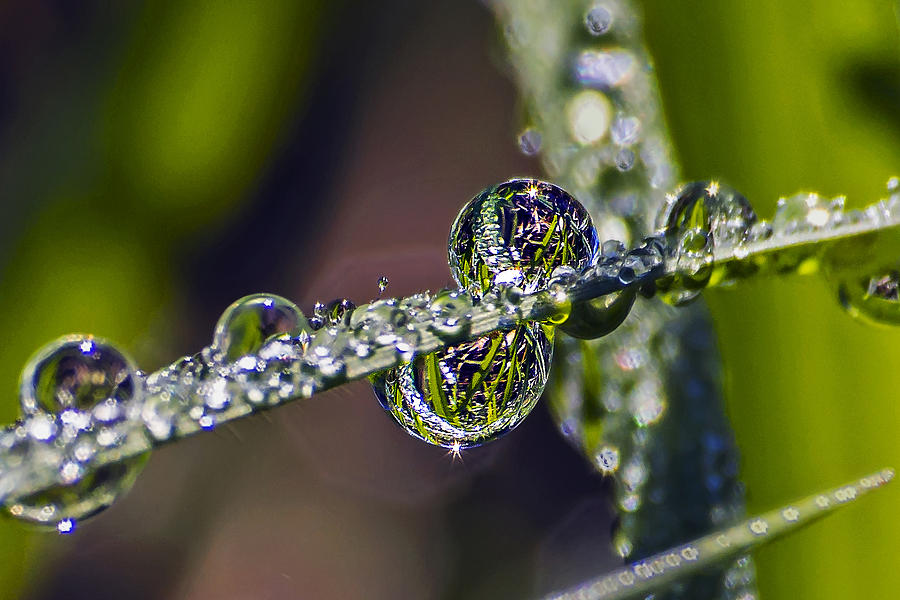 Dew Drops on a Blade of Grass III Photograph by Michael Whitaker