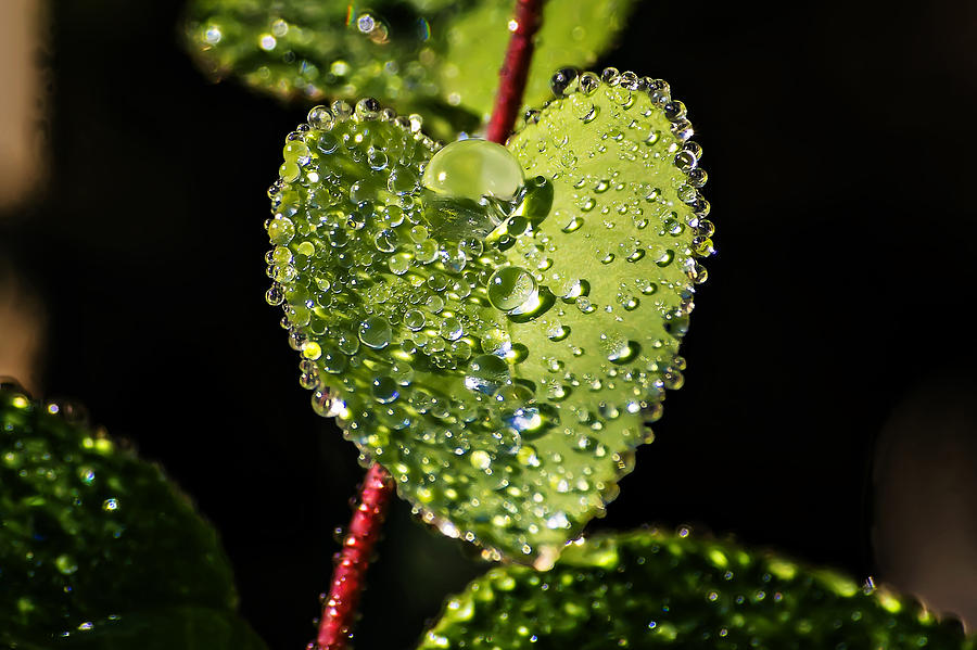 Dew Drops on a Leaf II Photograph by Michael Whitaker