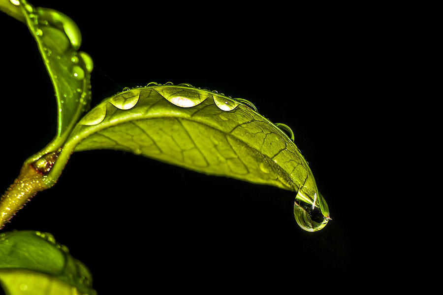 Dew Drops on a Leaf III Photograph by Michael Whitaker