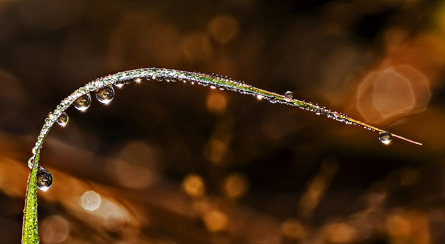 Dew Drops On Blade of Grass II Photograph by Michael Whitaker